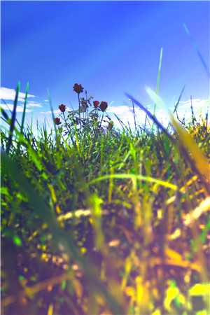 精品推介退婚不成，反被岳父捧成顶级纨绔