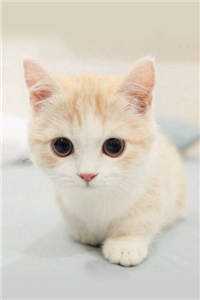 璀璨星途：总裁的契约娇妻苏晴陆霆琛:全文+结局+番外