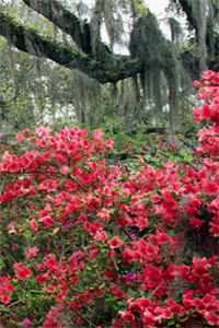 爱在烟火重燃时顾屿川洛洛后续+完结