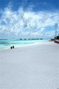 我把他当白月光，他把我当提款机陆言林溪(番外)+(结局)