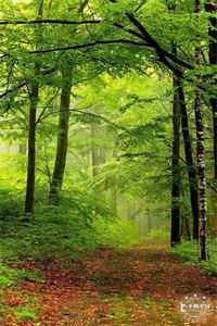 刚睁眼多了四个反派蛇崽崽司嫣北霁:结局+番外