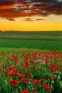 穿书bug男主爱上我？精品全集