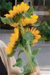 靠弹幕带我娘实现逆风翻盘结局+后续